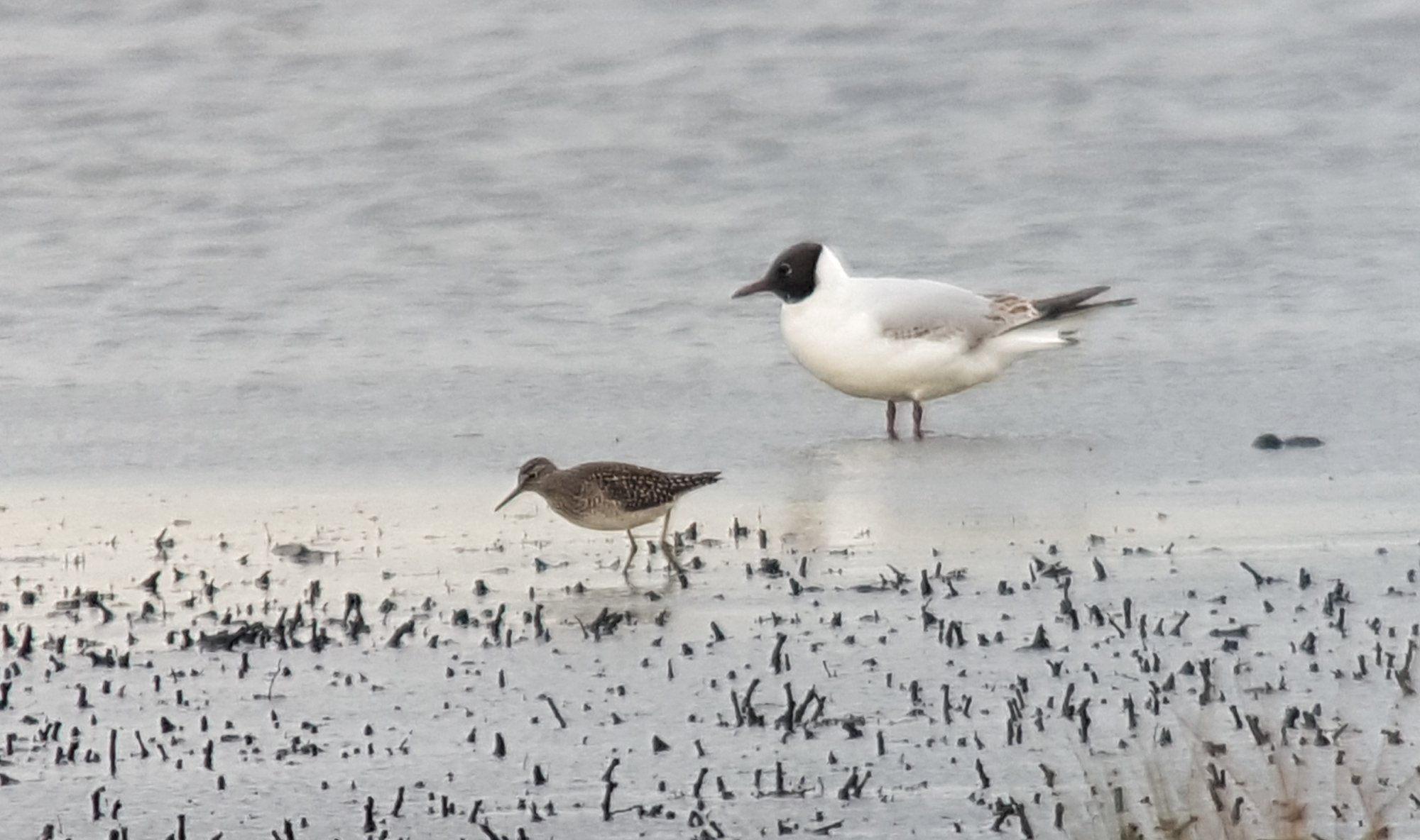 Wood Sandpiper still present