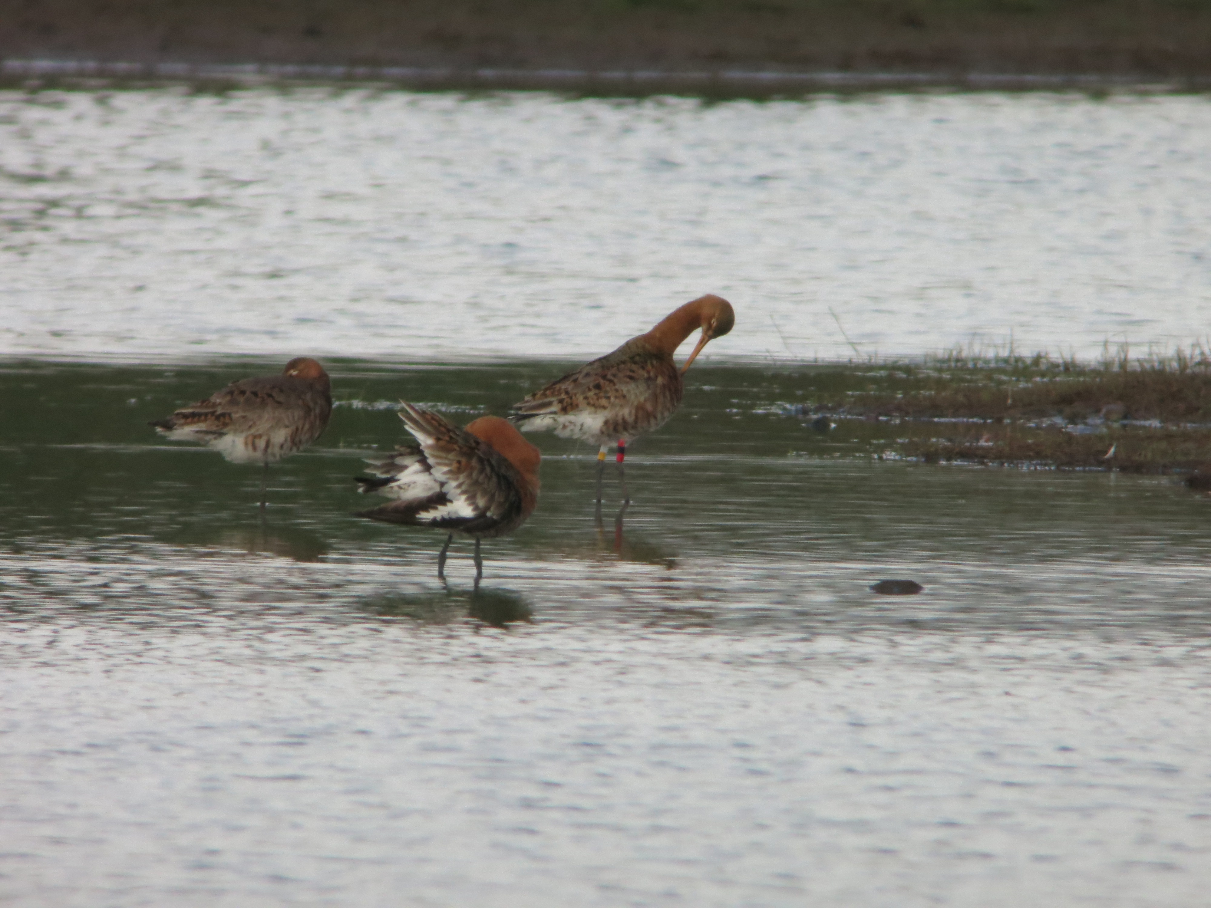 Blackwits, warblers and wildflowers