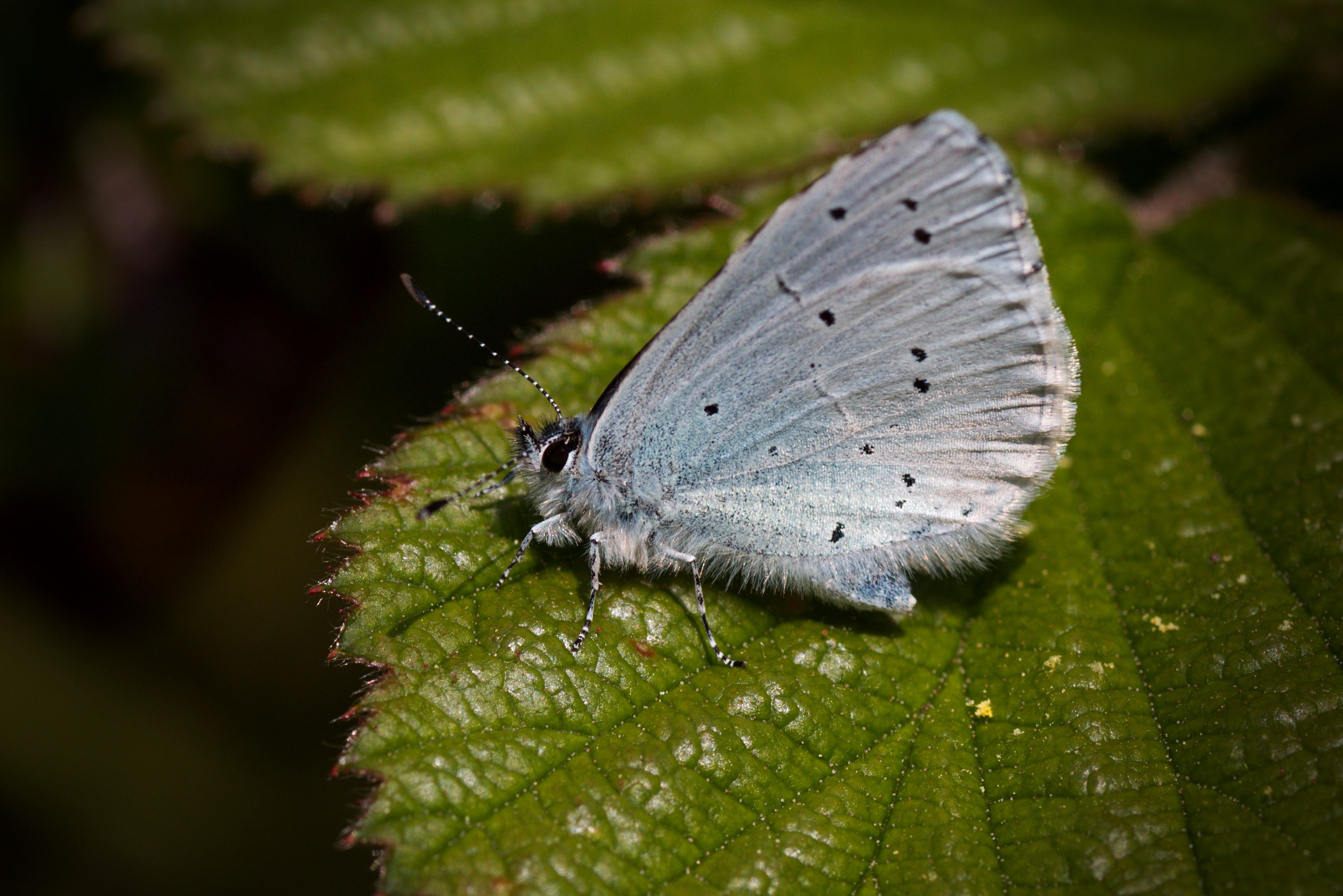 Recent Sightings - 29th April 2019