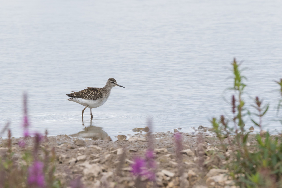 Wildlife Sightings for 2nd June 2023