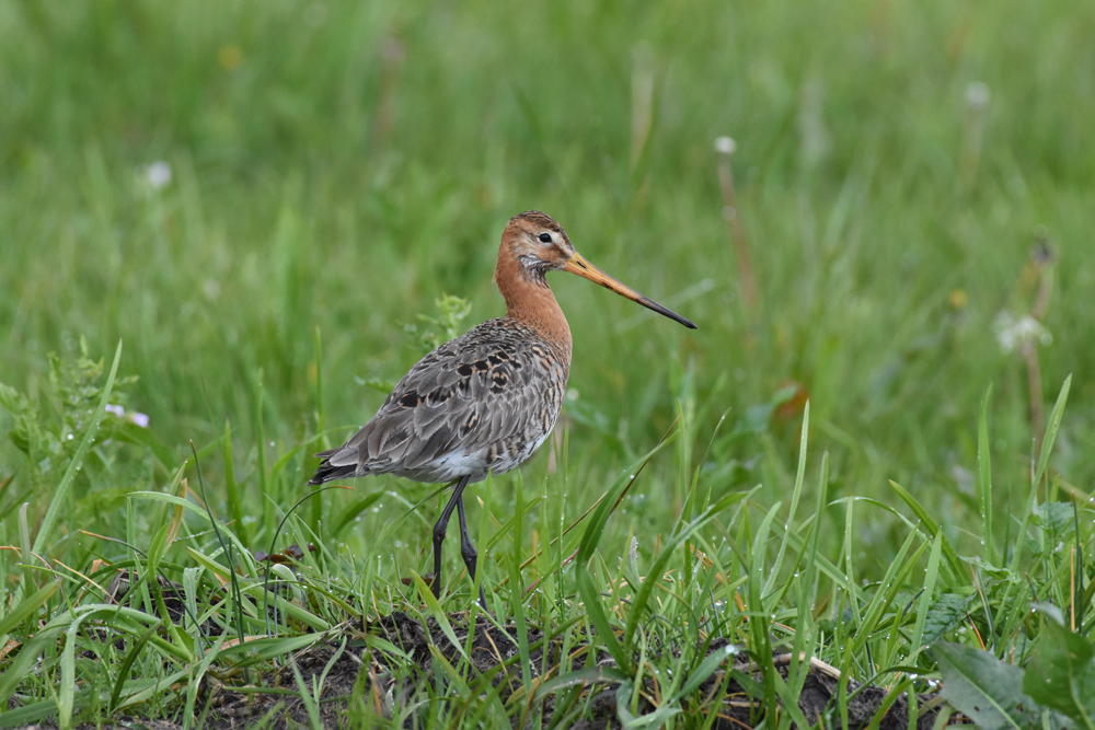 Black-tailed godwit standing in the grasses of the Nene Washes wetlands