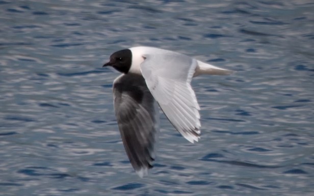 Recent Sightings 26th May 2025