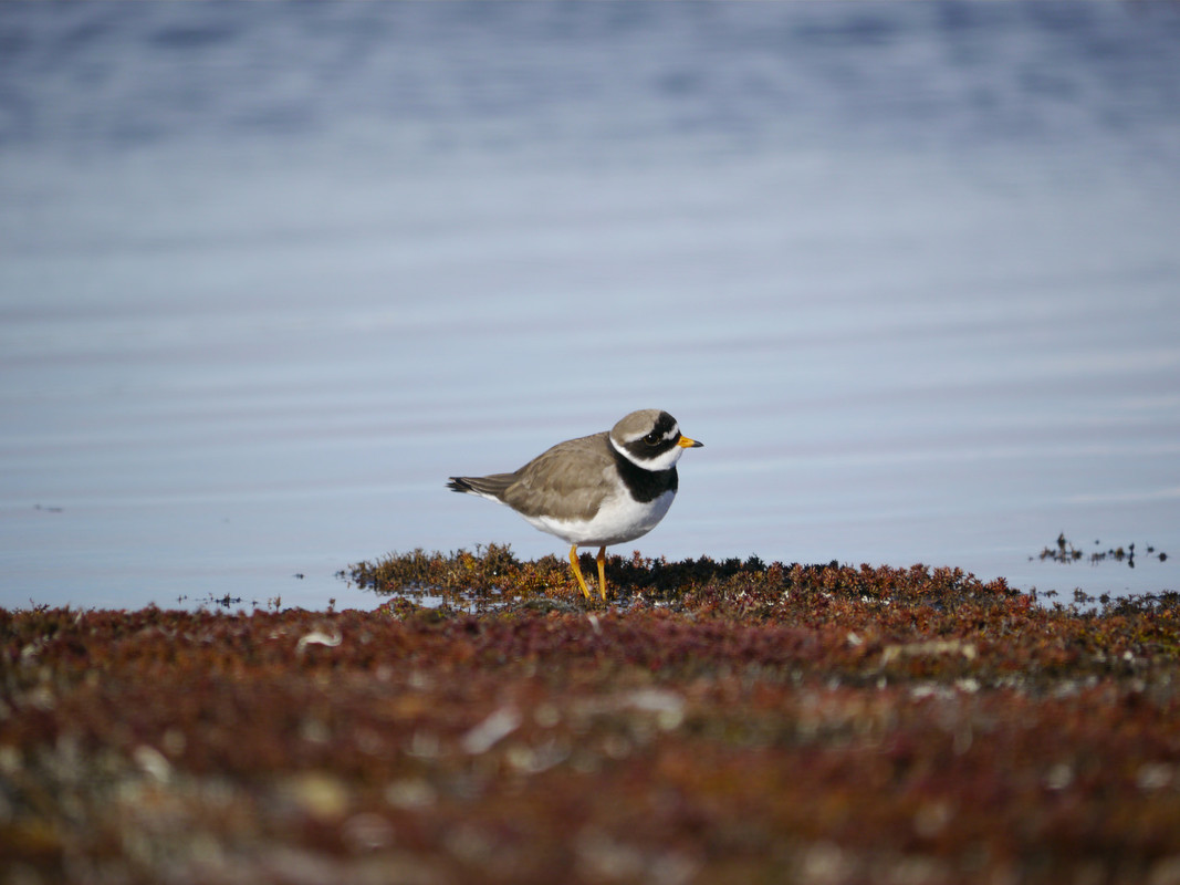 Wildlife Sightings for 31st May 2023