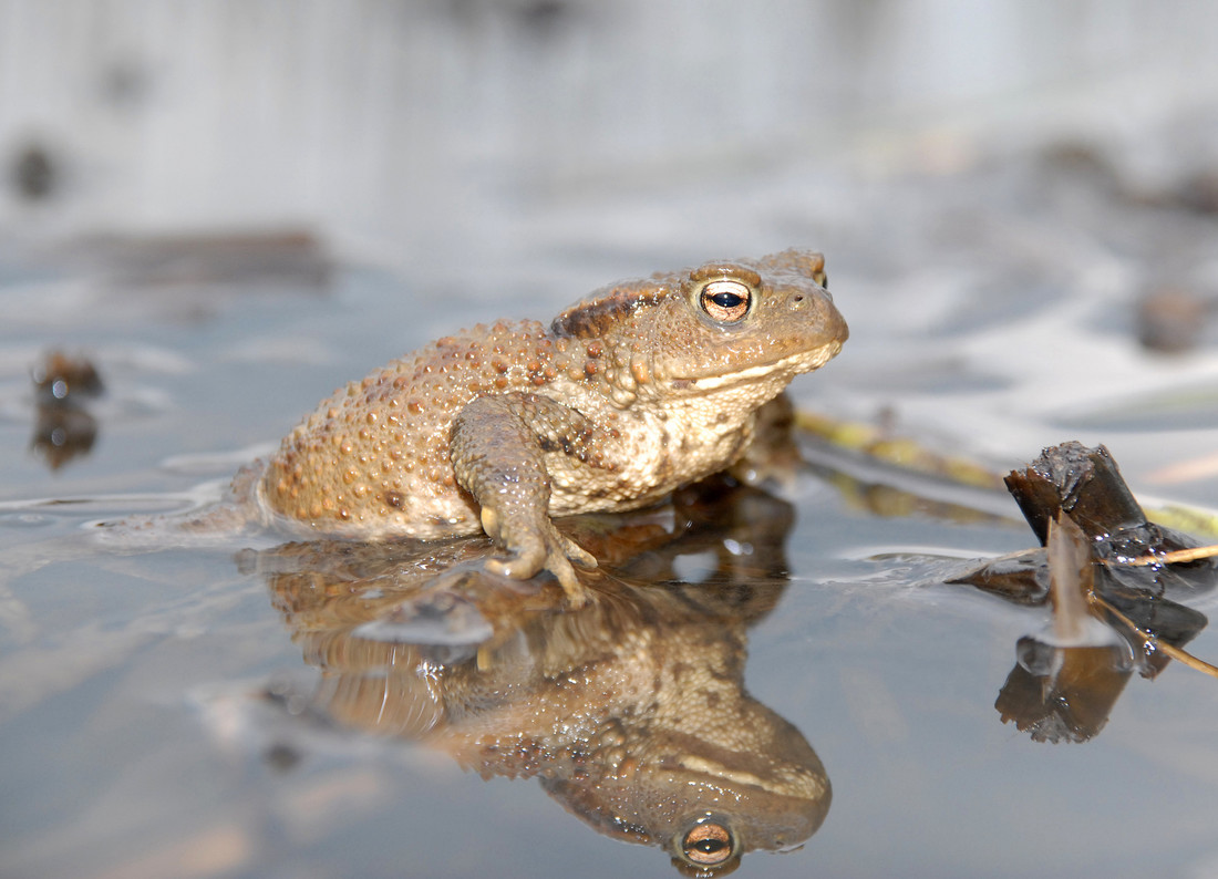 Natterjack toad