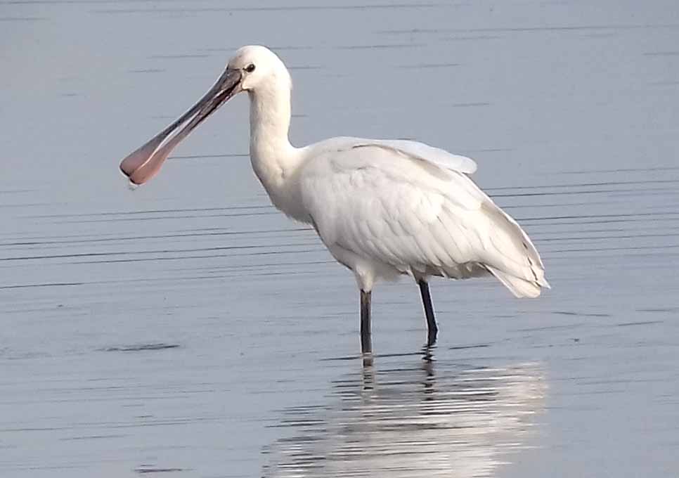 Spoonbill and Black Tern