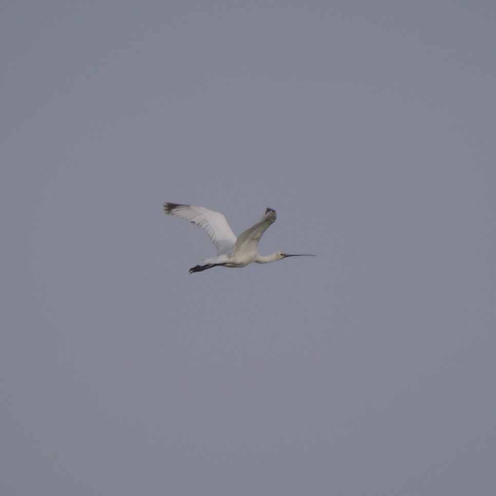 Swifts and Martins + the Spoonbill