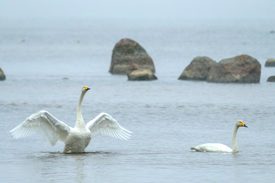 Survival of the swans