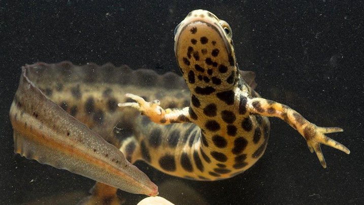 Smooth newt