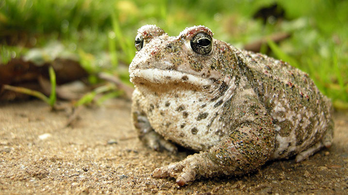 Natterjack Toad 