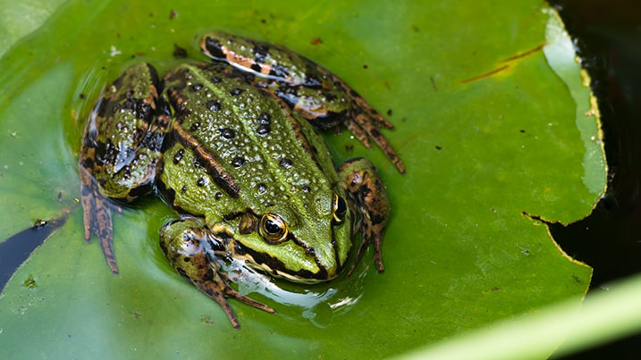 Pool Frog 