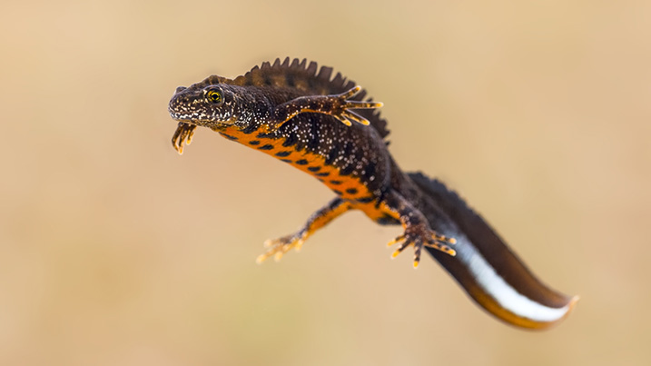Male great crested newt