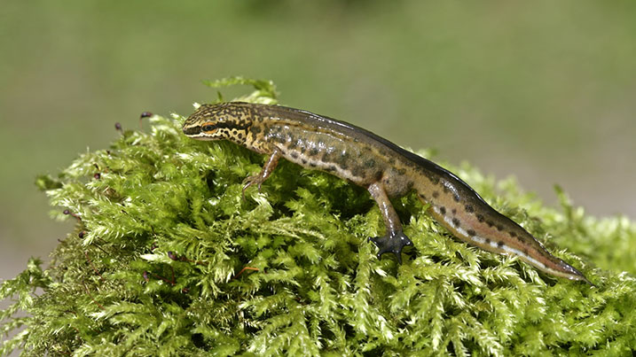 Palmate newt 