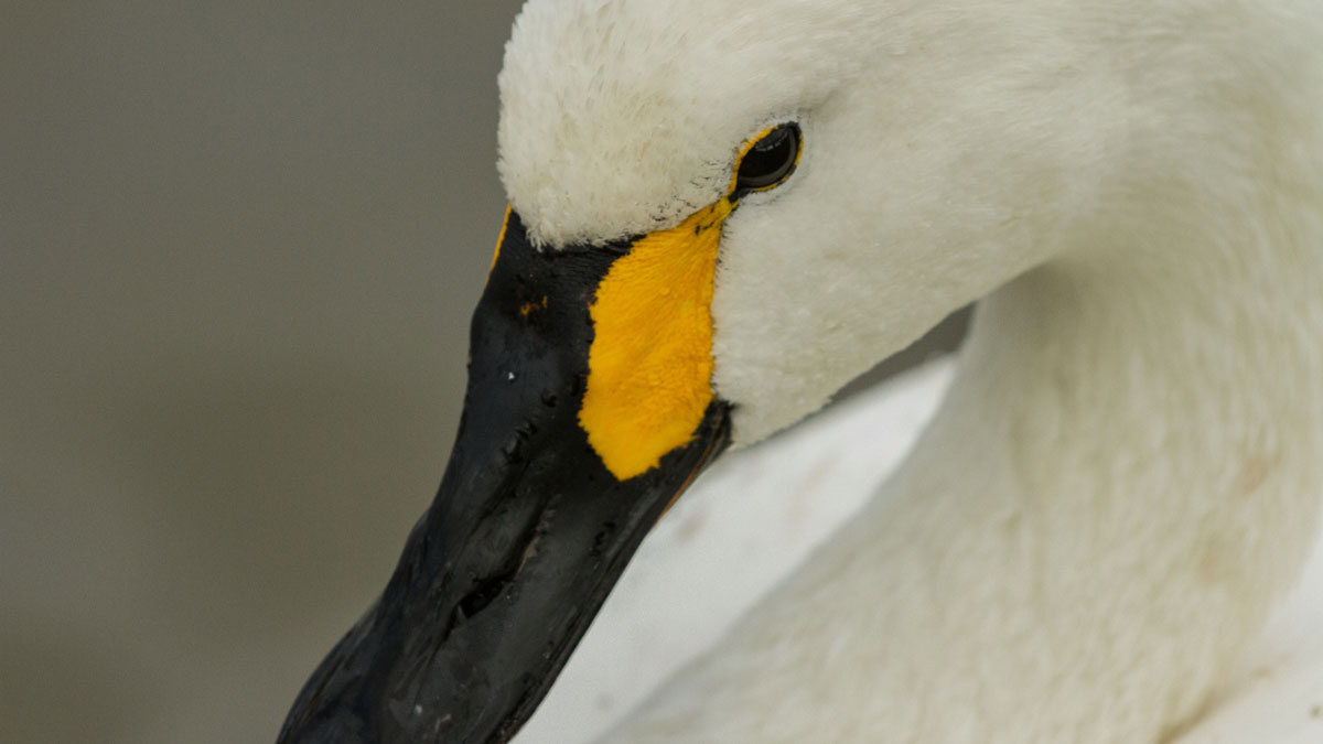 Swan catching