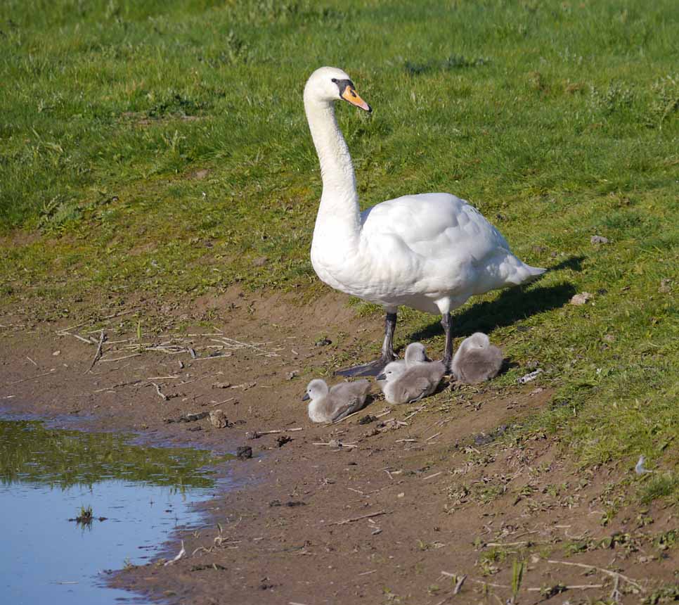 More wader chicks