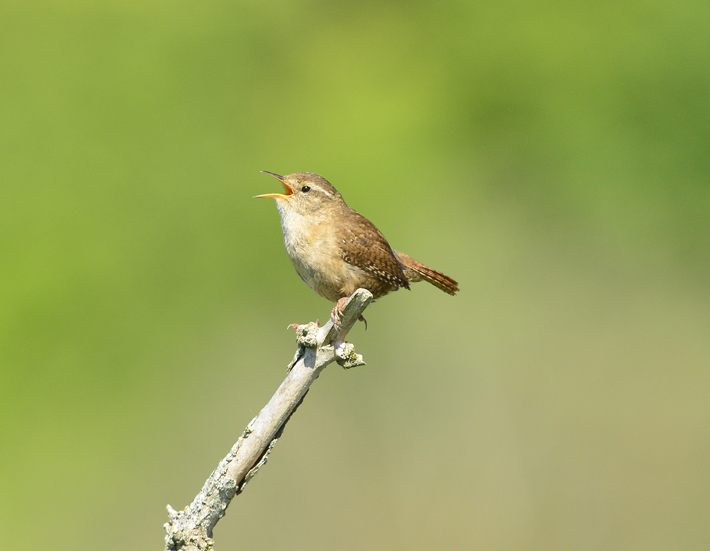 Arundel spring bird ID guide