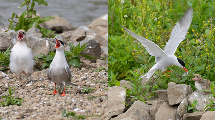 Common tern and chick