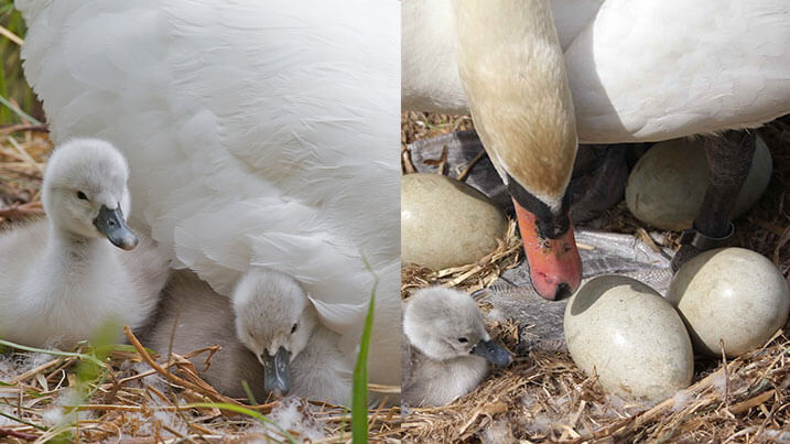 A swan parent and swan cygnets
