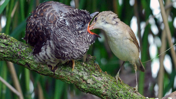 A reed warbler feeds a cuckoo