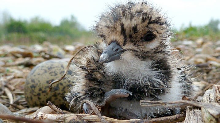 Lapwing chick hatching