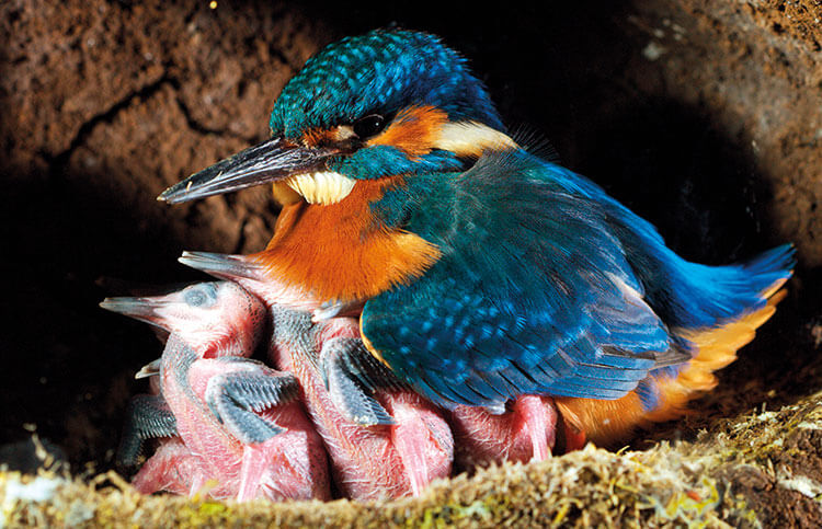 Kingfisher and chicks in a nest