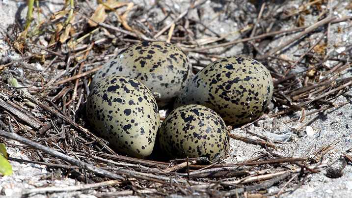 Little grebe eggs in nest