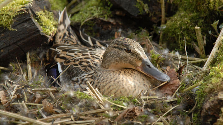 A female mallard duck on the nest