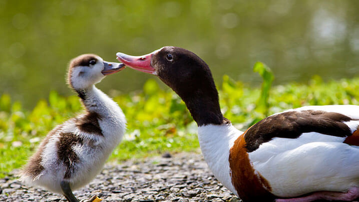 Wetlands throughout the seasons: spring