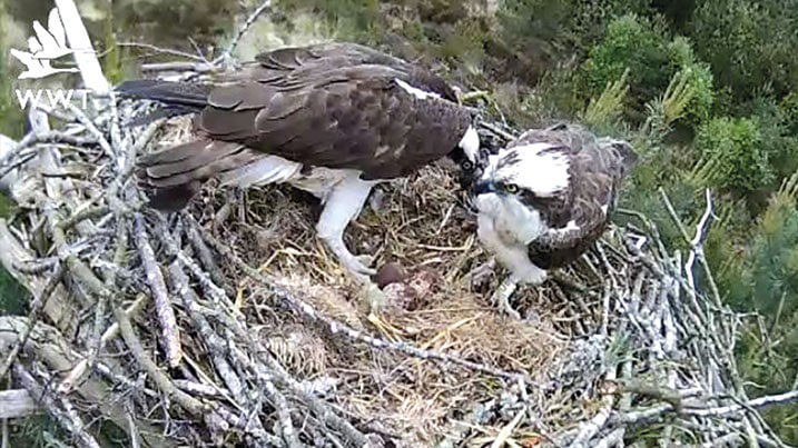 Two osprey parents guard their eggs