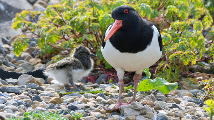 Oystercatcher and chick
