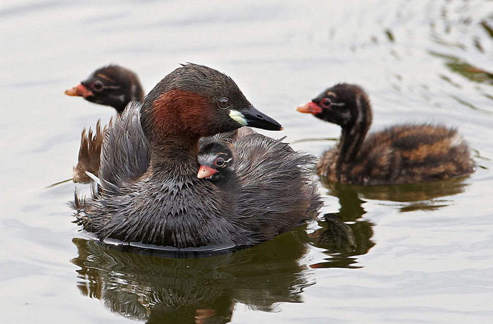 How different birds build their nests and rear their young