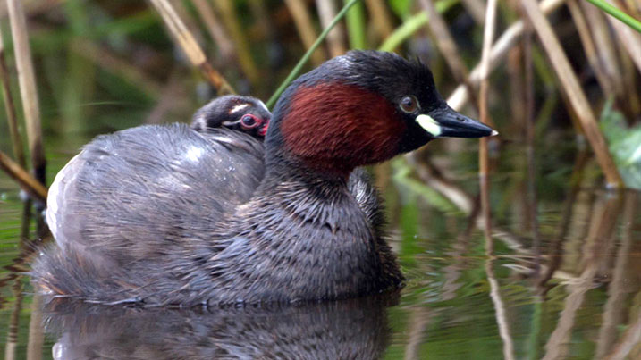 Little grebe with grebelet on its back