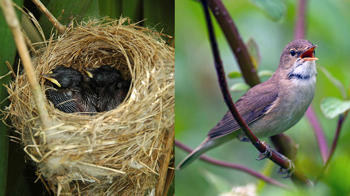 A reed warbler nest and adult