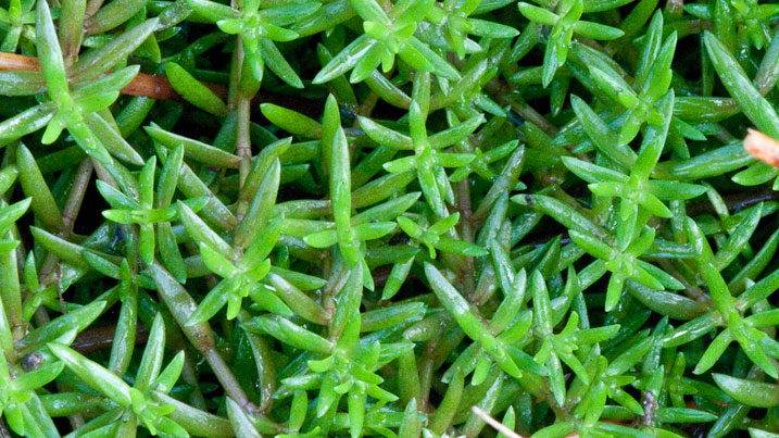 New Zealand pygmyweed is an invasive species