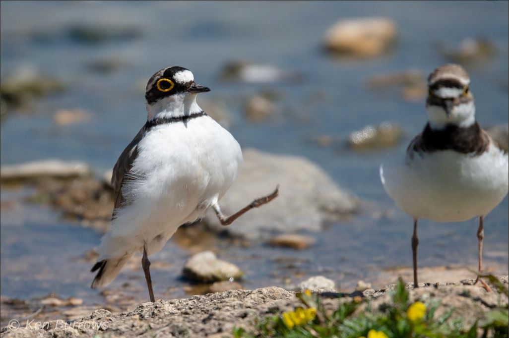 Ringed Plover and Sanderling on the Tack Piece