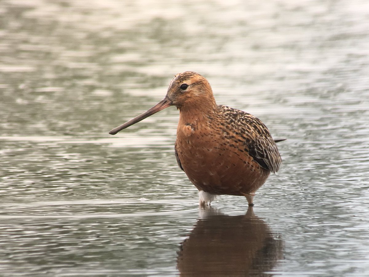 Brilliant Barwits