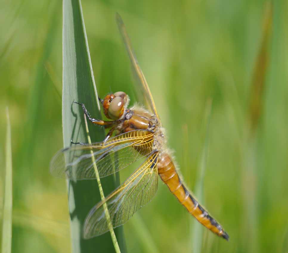 Scarce Chasers on the wing