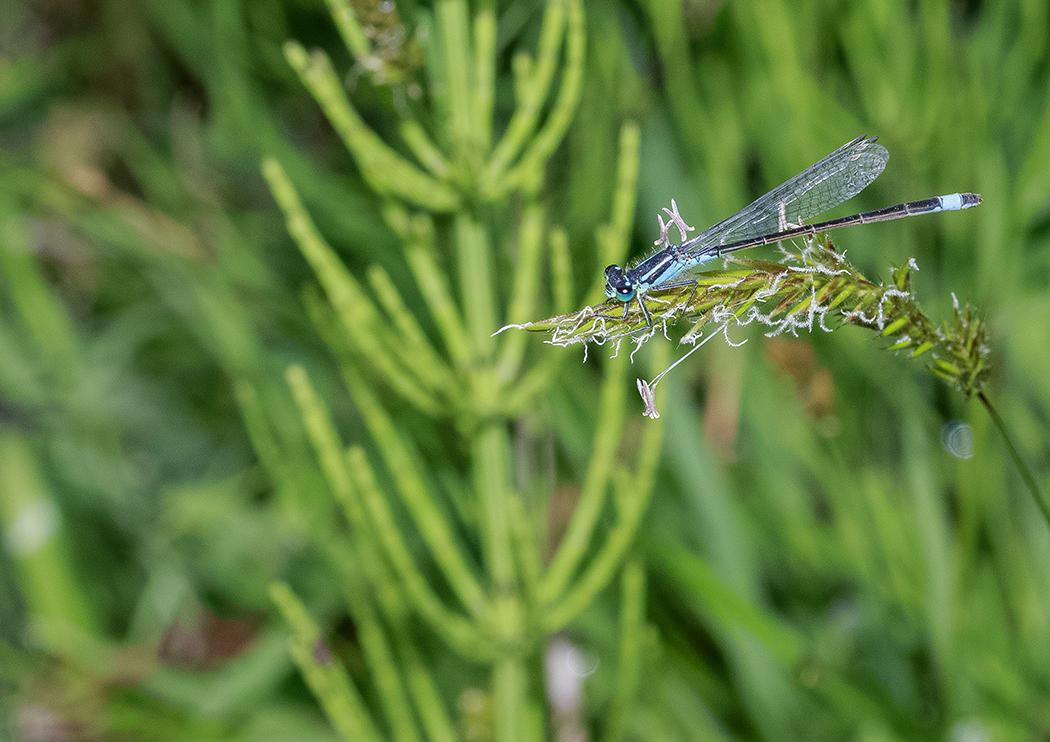Damselfly Basking
