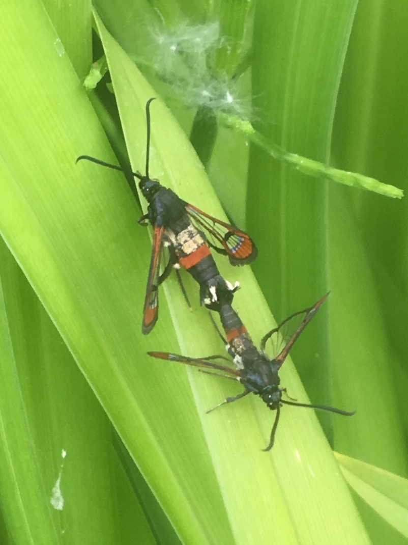 Red-tipped Clearwing by Alex Veltze