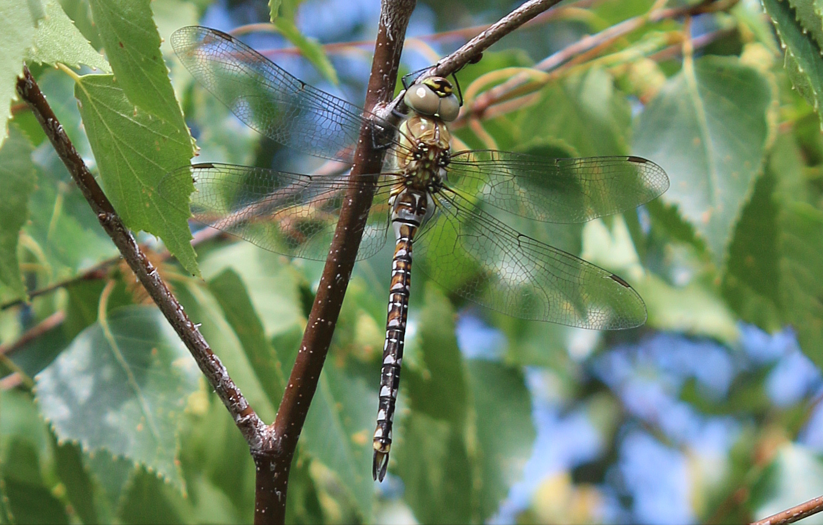 Migrant Hawker male teneral ShelteredLagoon RichBullock 024 (2) 12Jul18.jpg