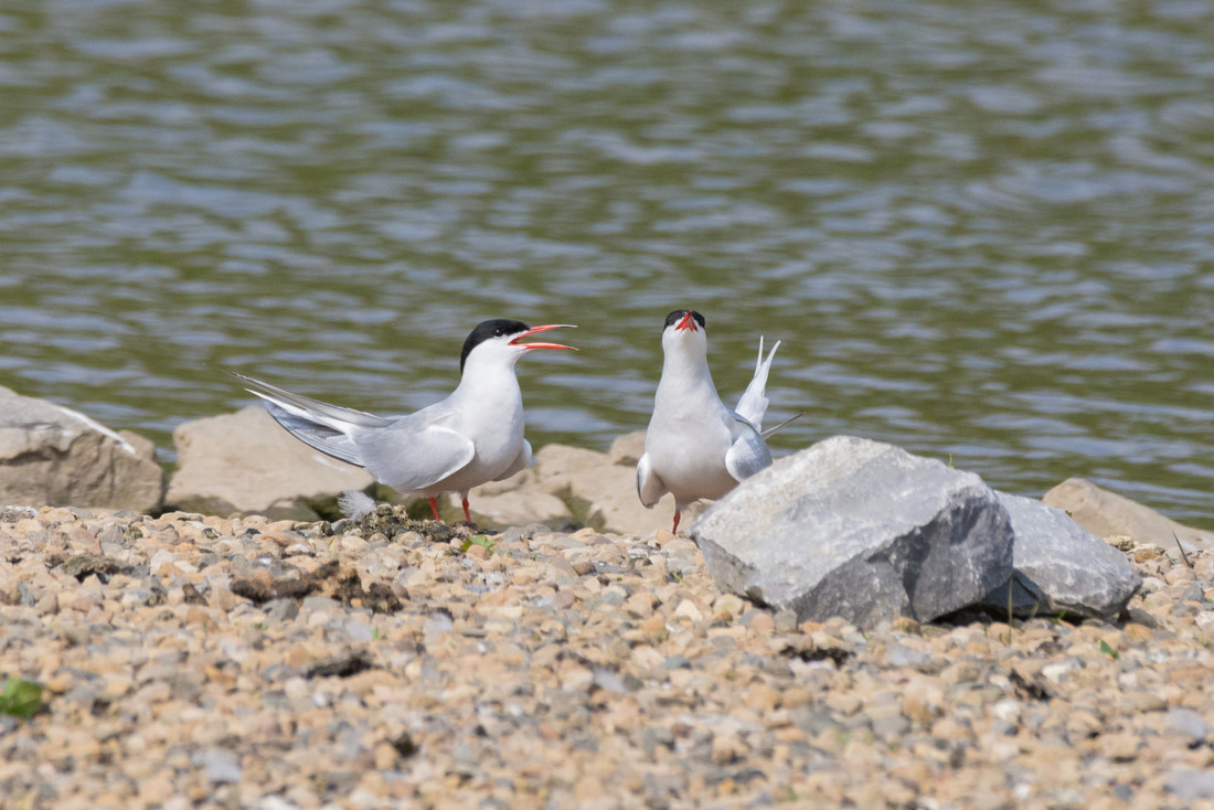 Wildlife Sightings for 16th June 2024