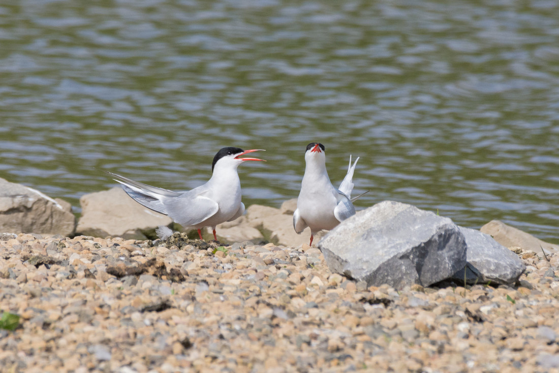 Wildlife Sightings for 14th May 2024