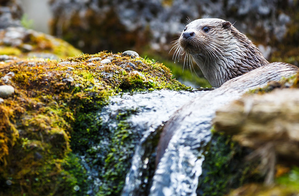 Spotlight on: the European otter (and how to see them in the wild)