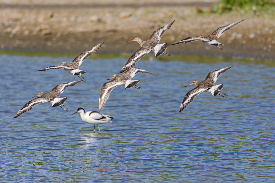 Recent Sightings 15th September 2026