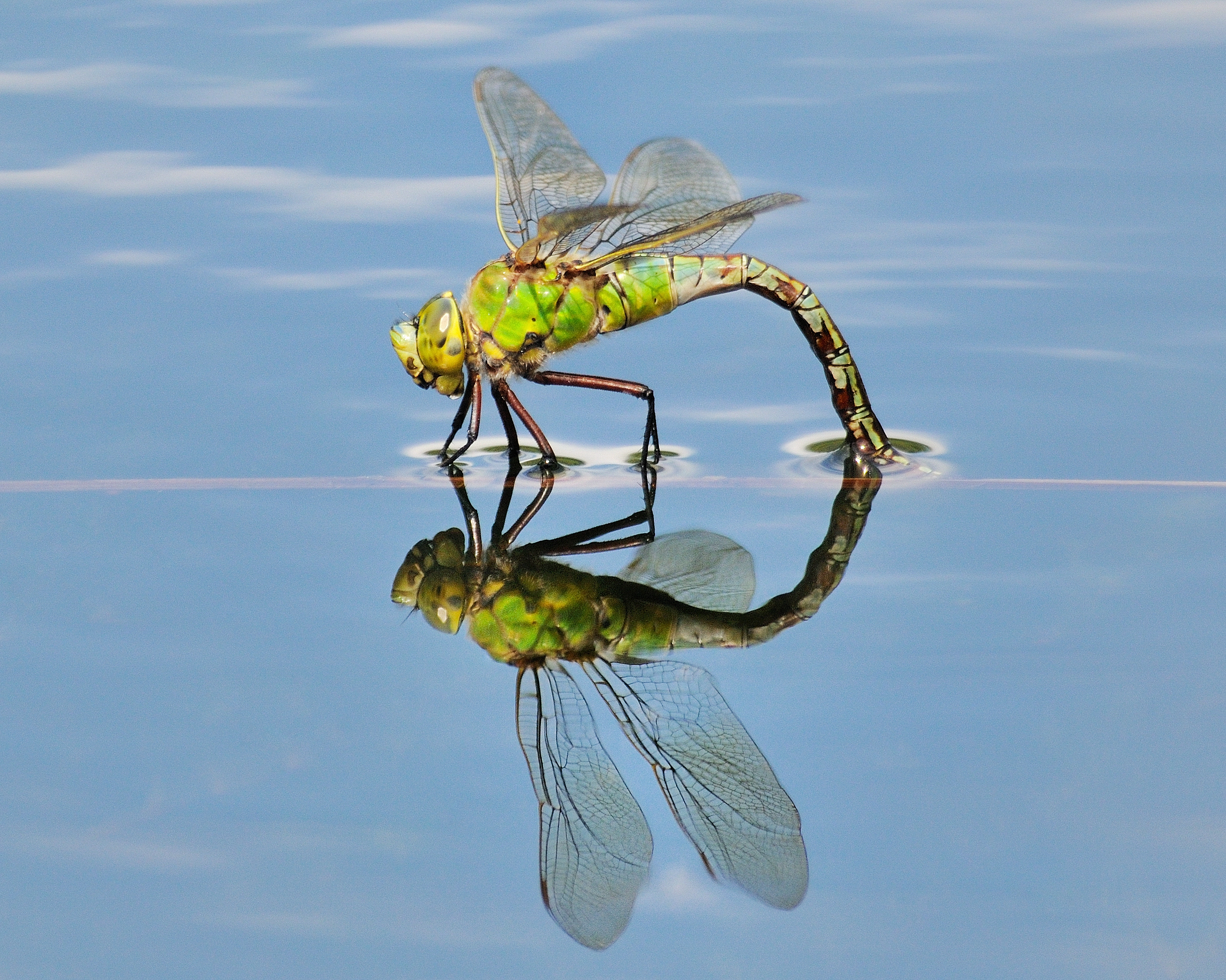 View: Saturday of Wildlife