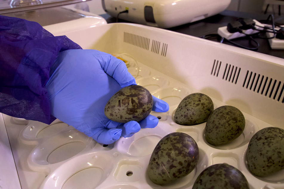 Eggs rescued from RAF airbases as ‘pilot project’ to save endangered curlew takes flight