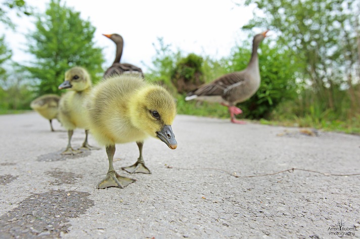 Greylag goslings 