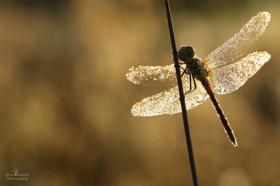 Spring photography tips: how to get the best shots of new life