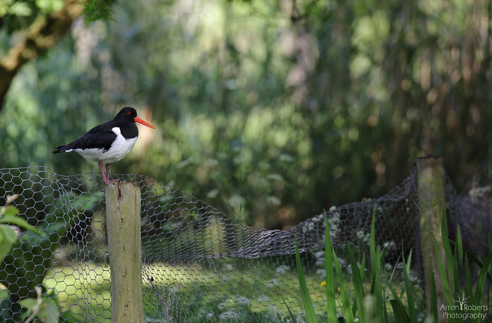 Oystercatcher