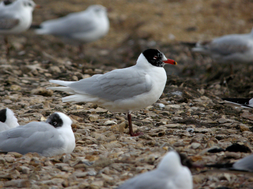 Mediterranean Gull on the reserve this morning