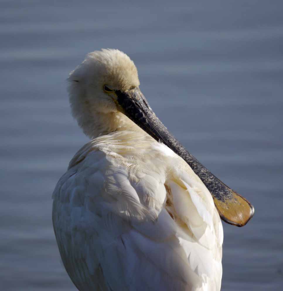 Spoonbill on the 'Rushy'